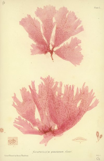 İngiliz Deniz Yosunu (doğa baskılı) by English School